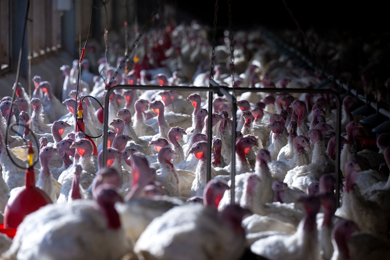 Turkey farming in Bavaria