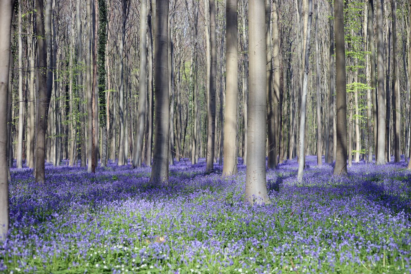 Spring in Brussels’ Hallerbos Forest