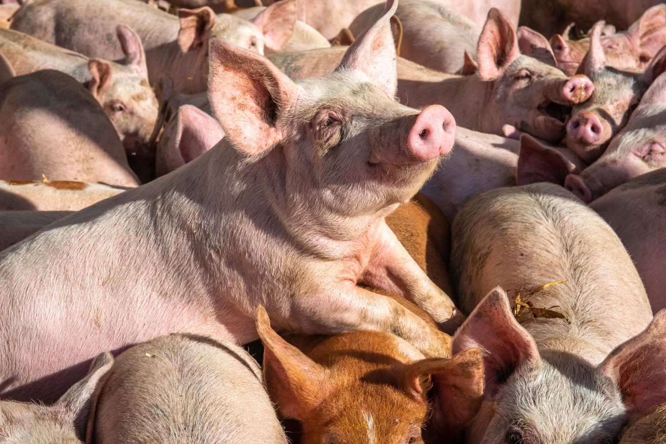 A pig climbing over others in the yard