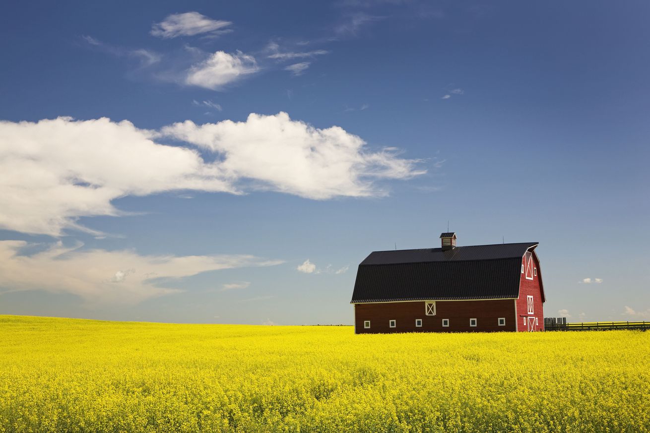 Red Barn In A Flowering Canola Field With Blue Sky And Clouds South Of High River