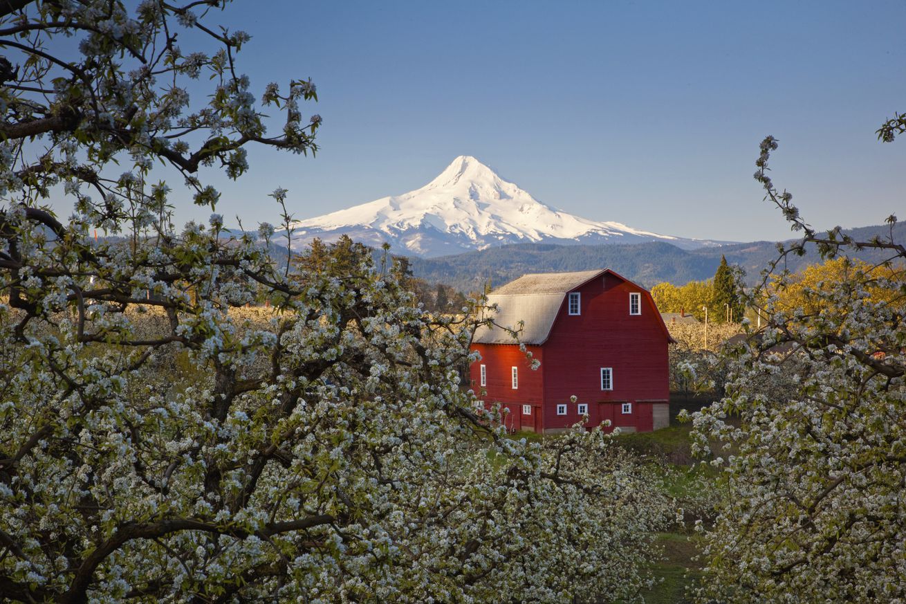 Blossoming apple trees in an orchard with a red barn in the foreground and snow-covered Mount Hood in the distance against a bright blue sky. Hood River, Oregon, United States of America